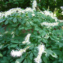 Aesculus parviflora (seedling of Roger's)