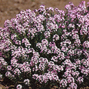 Aethionema membranaceum