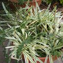 Agapanthus tinkerbelle variegated