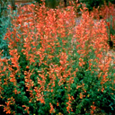 Agastache aurantiaca