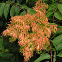 Ailanthus altissima