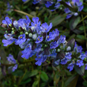 Ajuga 'Chocolate Chip'
