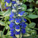 Ajuga 'Silver Queen'