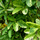 Akebia quinata variegata