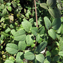 Akebia trifoliata