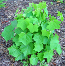 Alangium platanifolium v.platanifolium