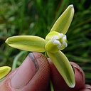 Albuca canadensis