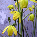 Albuca shawii