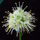 Allium thunbergii alba