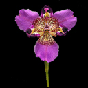 Alophia drummondii