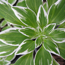 Alstromeria hybrid variegated