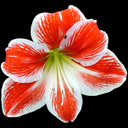Amaryllis 'Rilana'
