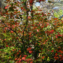 Amelanchier laevis