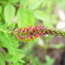 Amorpha nana