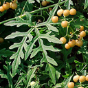 Ampelopsis aconitifolia