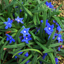 Anchusa caespitosa