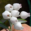 Andromeda glaucophylla
