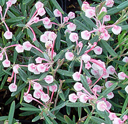 Andromeda polifolia �Blue Ice�