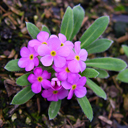Androsace sarmentosa (chumbyi)