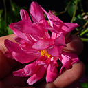 Anemone h. japonica 'Prince Henrich'