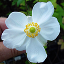 Anemone h. japonica 'Andrea Atkinson'