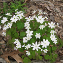 Anemonella thalictroides