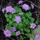Anemonella thalictroides Double Pink ('Cameo')