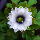 Anemone nemorosa 'Bracteata Pleniflora'