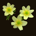 Anemone x seemanii (nemorosa x ranunculoides)