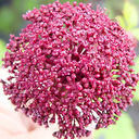 Angelica gigas