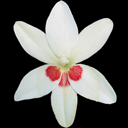 Anomatheca cruenta alba