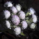 Antennaria neglecta