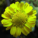 Anthemis cretica ssp. iberica