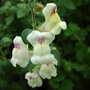 Antirrhinum sempervirens