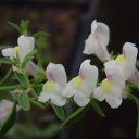 Antirrhinum pulverulentum