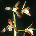 Aplectrum hyemale*