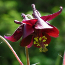 Aquilegia atrata