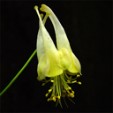 Aquilegia canadensis 'Corbett'