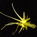 Aquilegia chaplinii