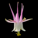 Aquilegia micrantha