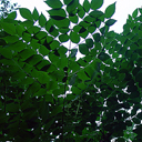 Aralia spinosa