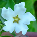 Araujia sericifera Cruel Plant