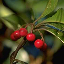 Ardisia japonica 'Chirimen'
