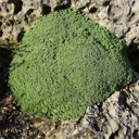 Arenaria tetraquetra granatensis �Ann Leggett Form�