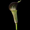 Arisaema triphyllum*