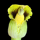 Arisaema flavum Hardy ex Tony*