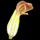 Arisarum vulgare ex France