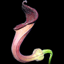 Aristolochia baetica