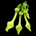 Aristolochia clematis