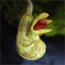 Aristolochia californica